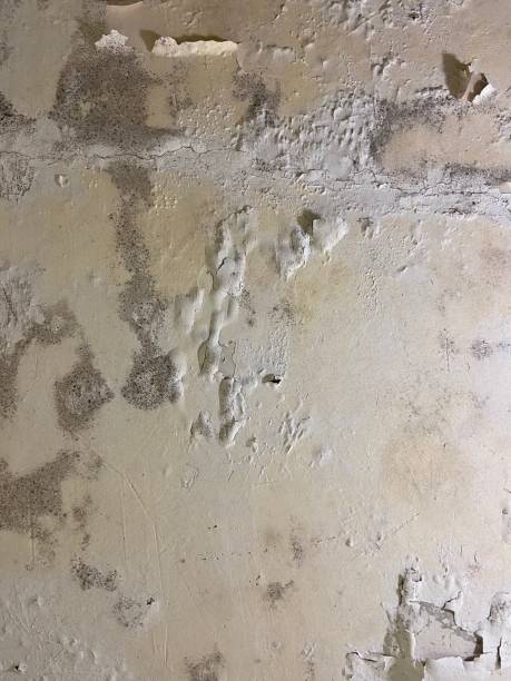 Crawl Space Mold Removal in Munford, TN