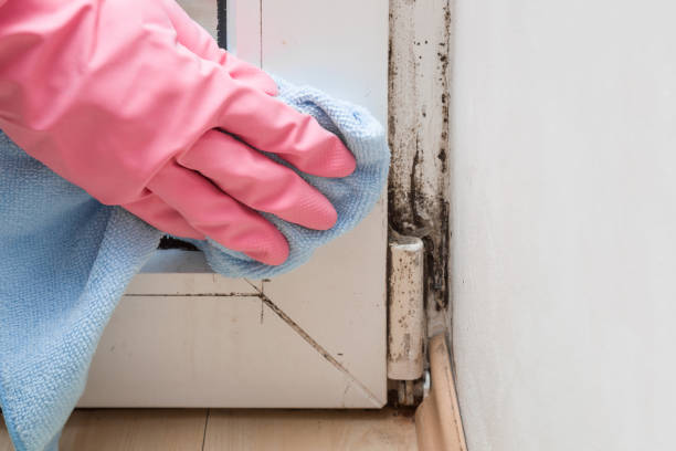 Certified Mold Removal in Munford, TN